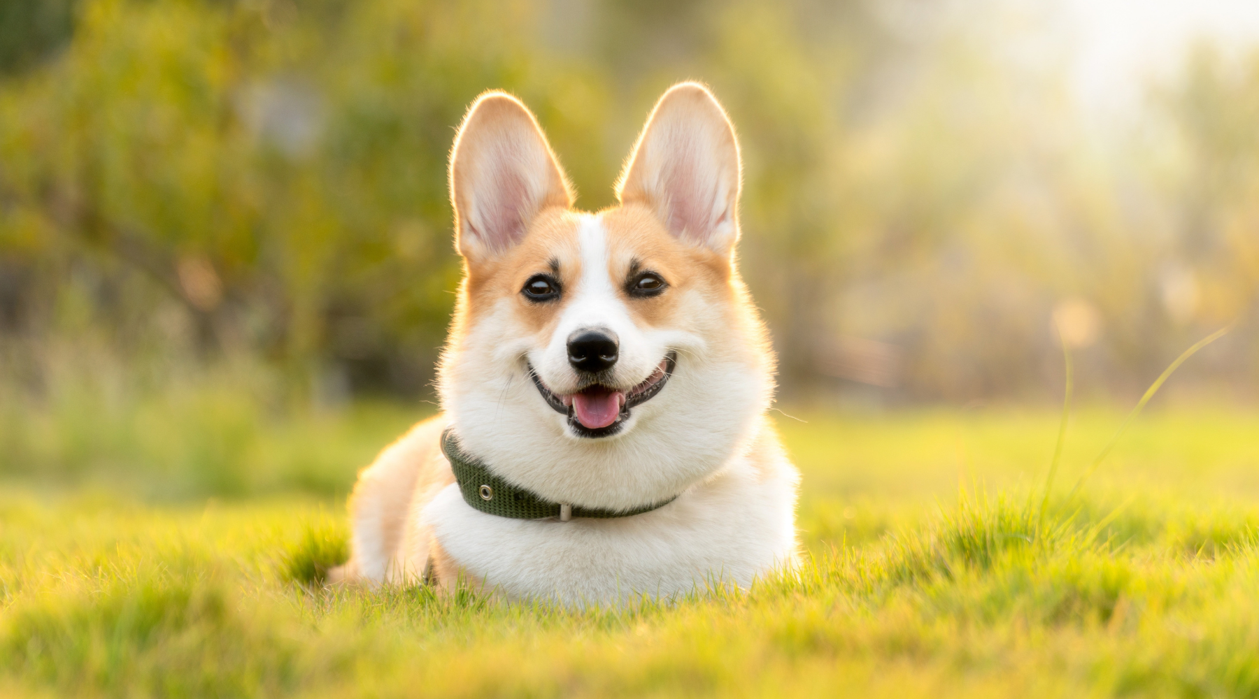 🐶 Cum iti mentii cainele energic si sanatos