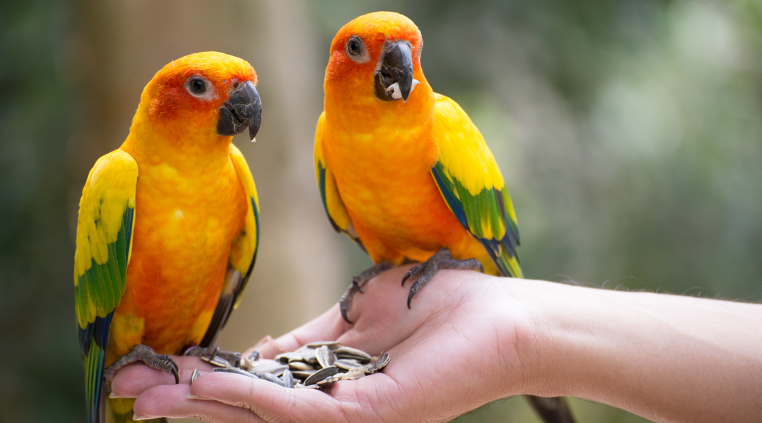 Top 5 greseli frecvente în ingrijirea pasarilor