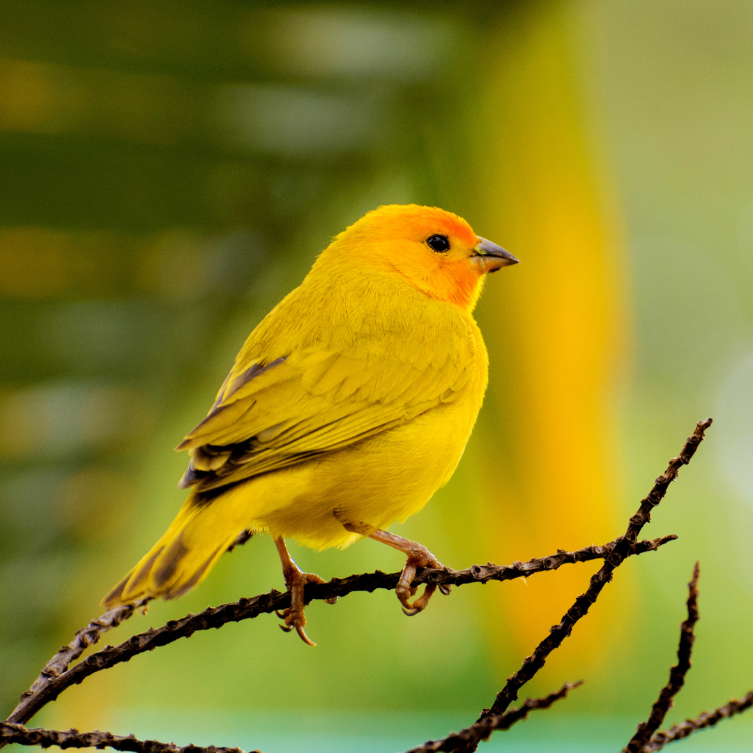 Canari / Exotice Hrana