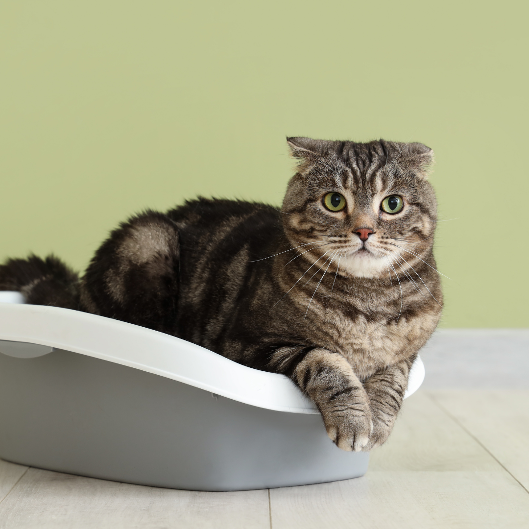 Silicat / Tofu Pisici