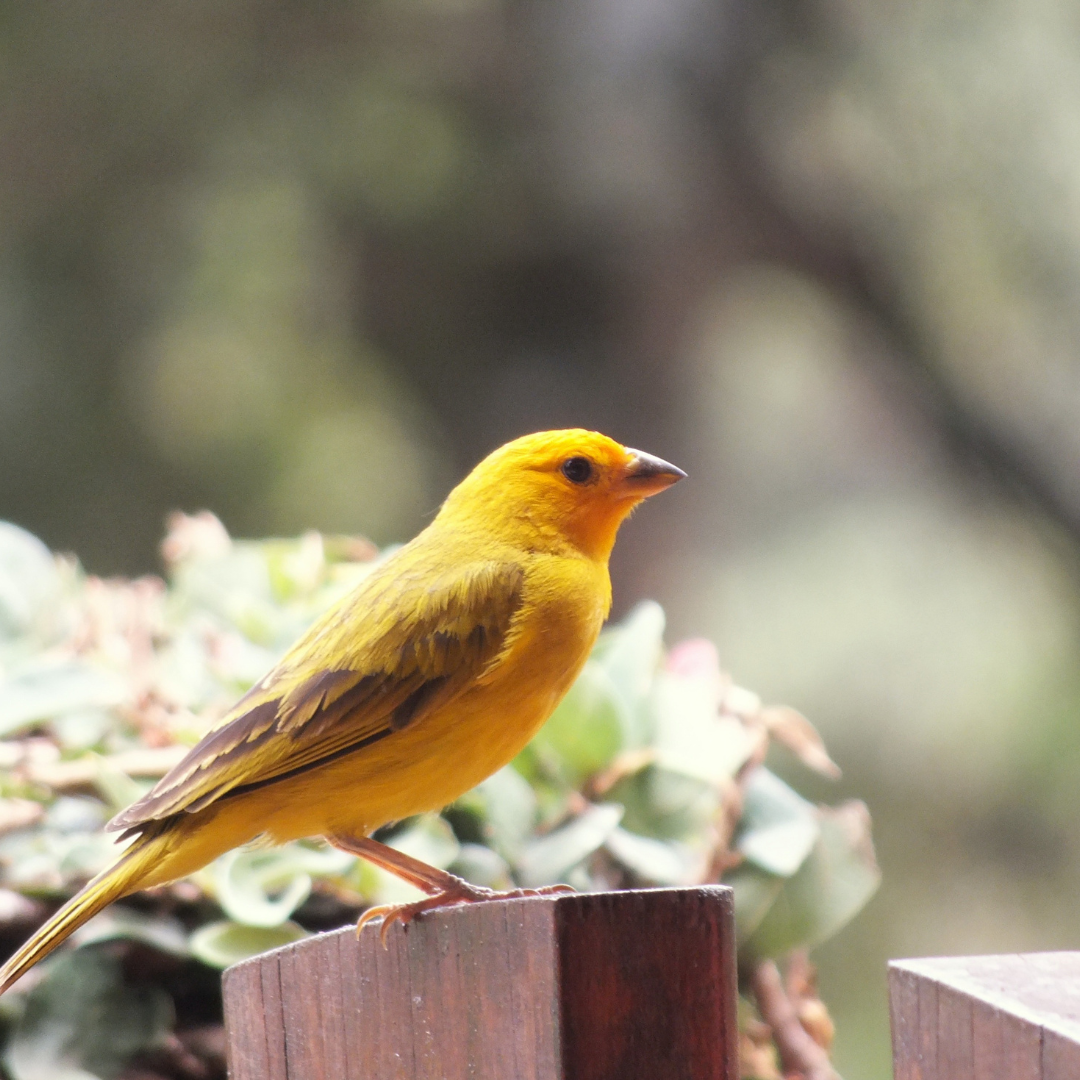 Canari / Exotice - Accesorii