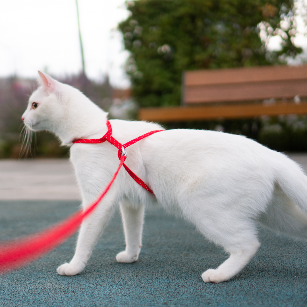 Zgarzi / Lese / Hamuri Pisici