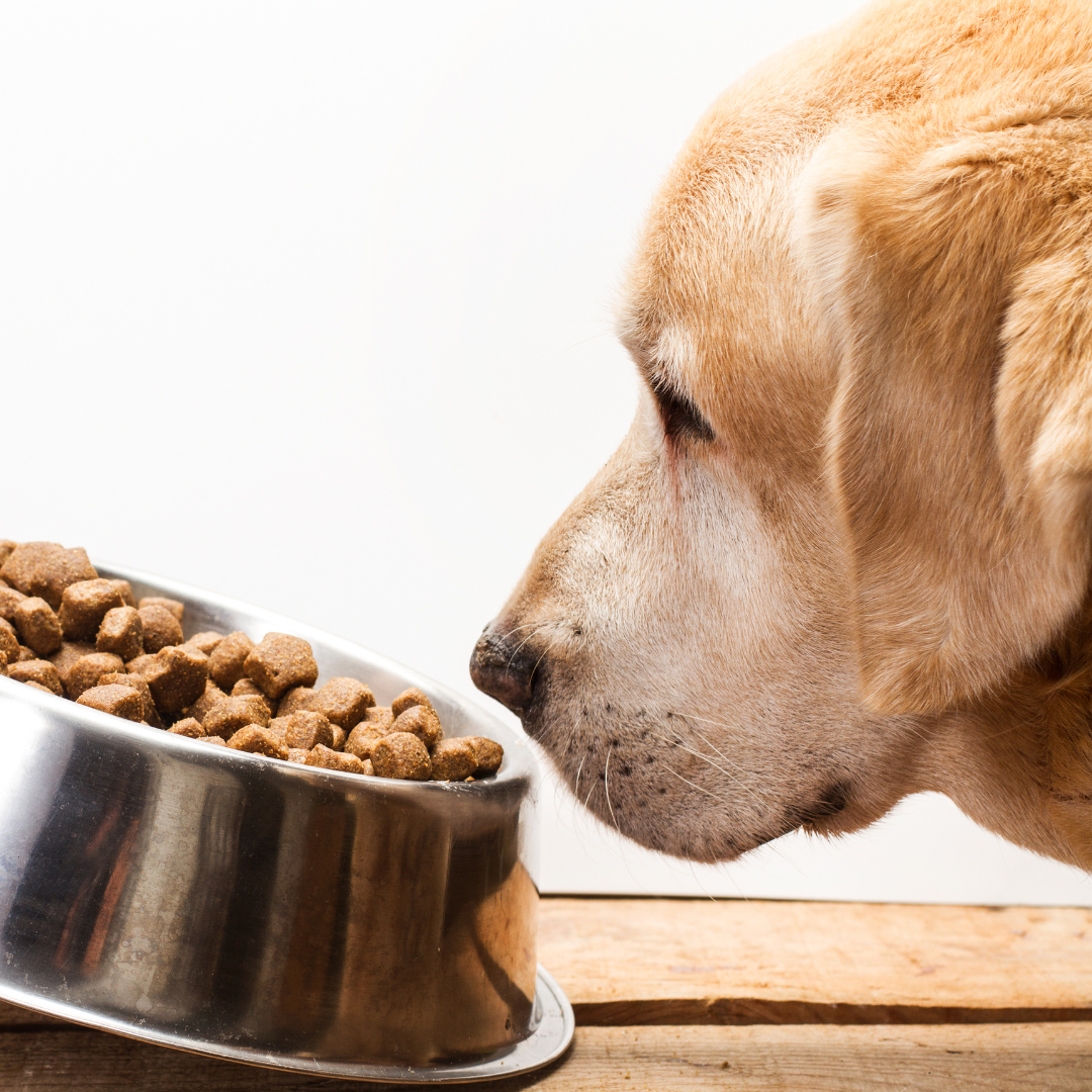 Hrana Uscata Caini