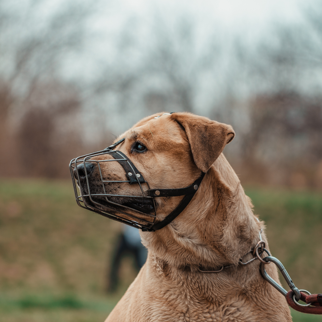 Botnite / Hamuri Caini