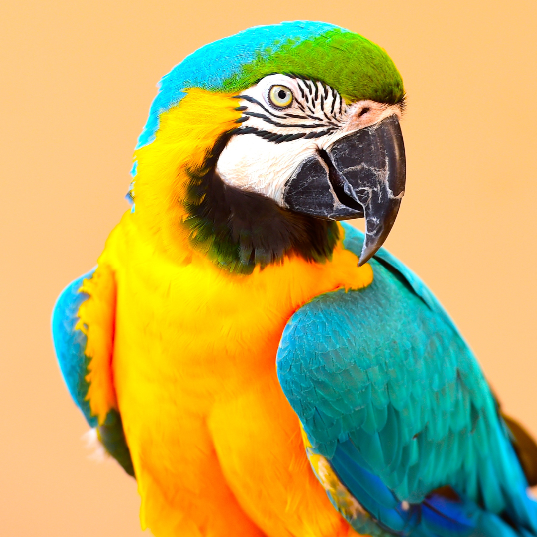 Jako, Amazonian, Ara, Alexander