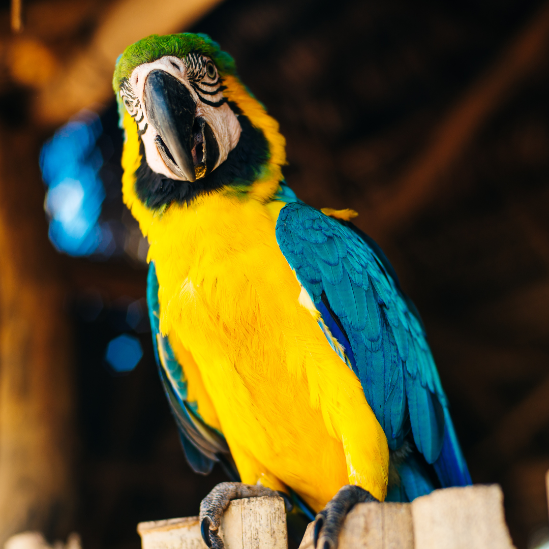 Jako, Amazonian, Ara, Alexander - Nisip/ Jucarii/ Accesorii