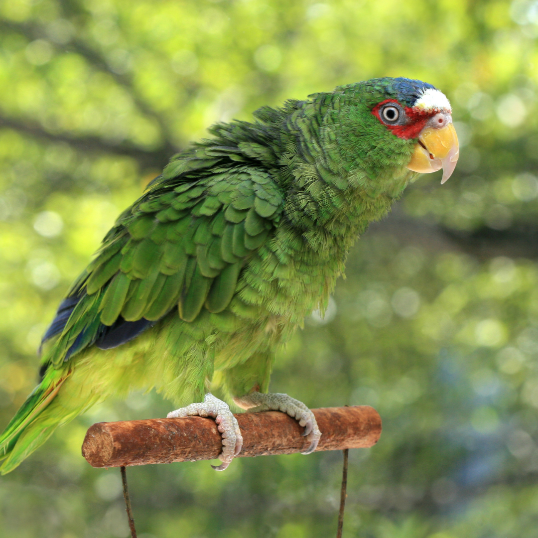 Jako, Amazonian, Ara, Alexander - Hrana / Suplimente