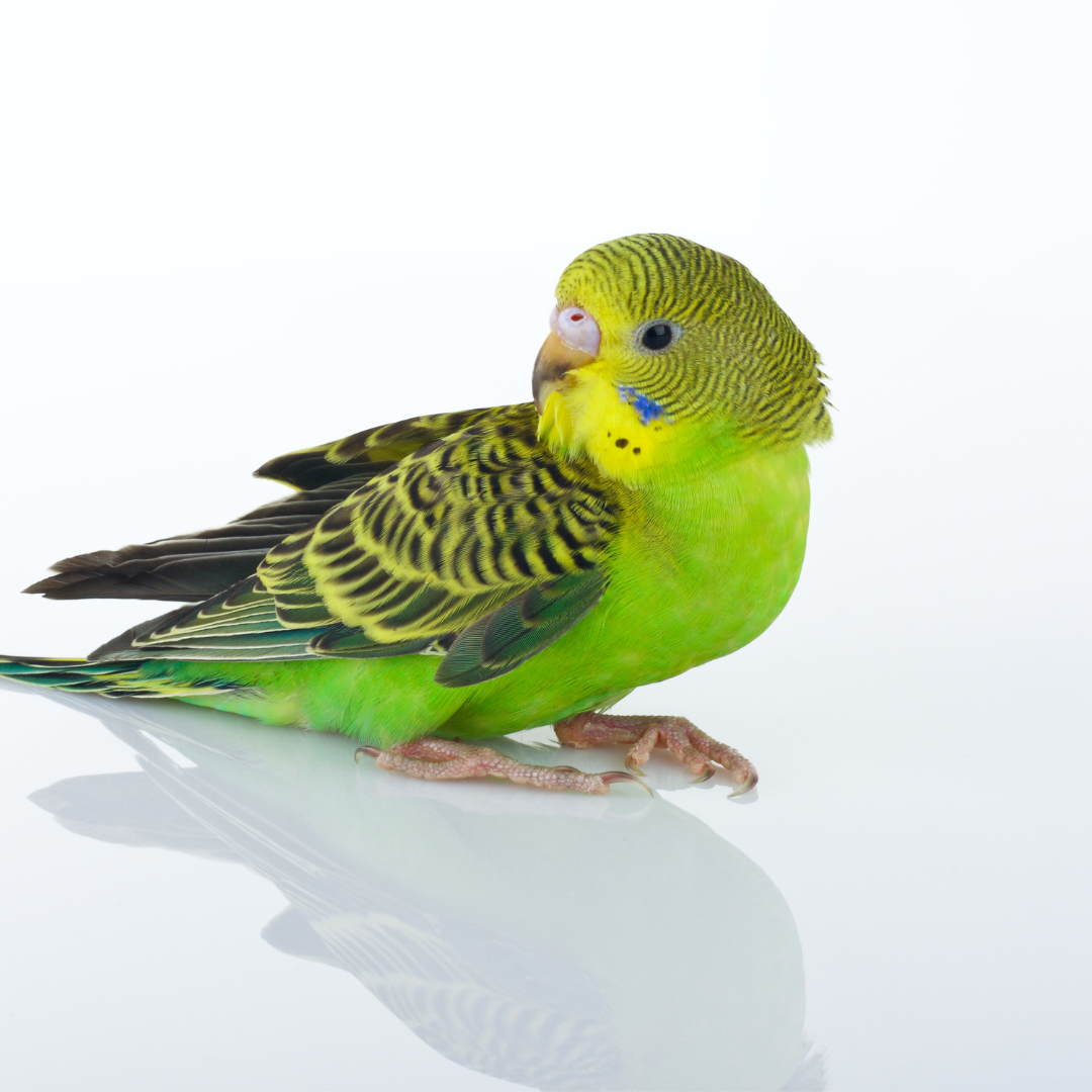 Hrana / Suplimente Perusi