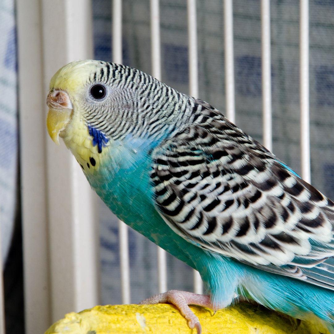 Nisip / Jucarii / Accesorii Perusi