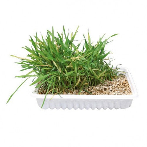 Iarbă cu Castron 100g